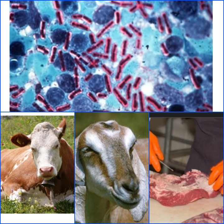 Are animal-borne diseases a threat to mankind?